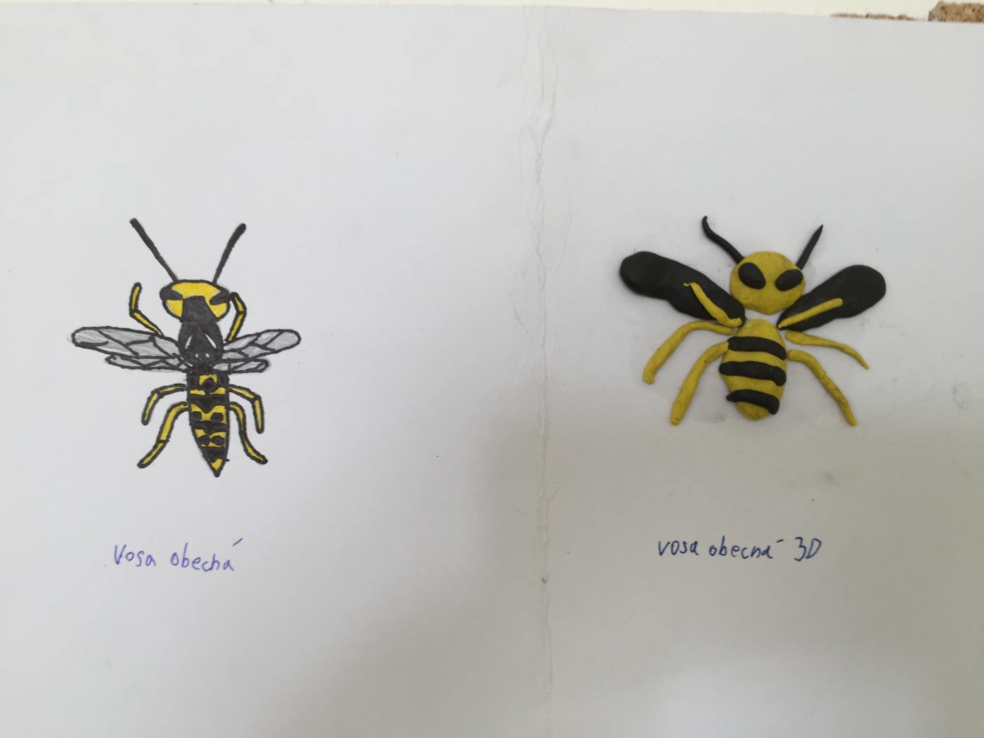 Prodovdn a vtvarn vchova IV. tdy venku