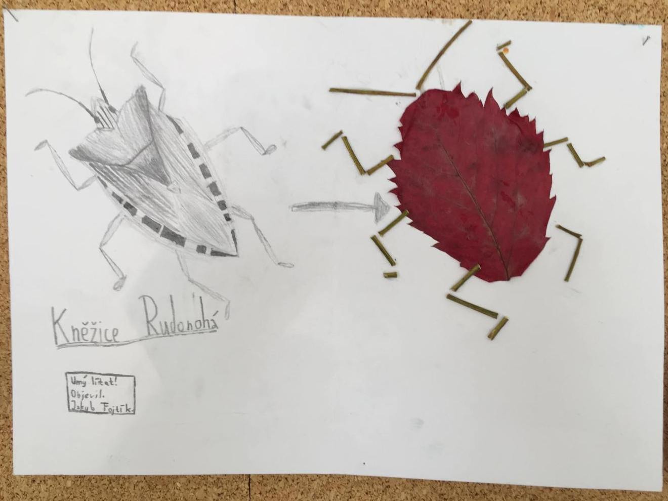 Prodovdn a vtvarn vchova IV. tdy venku